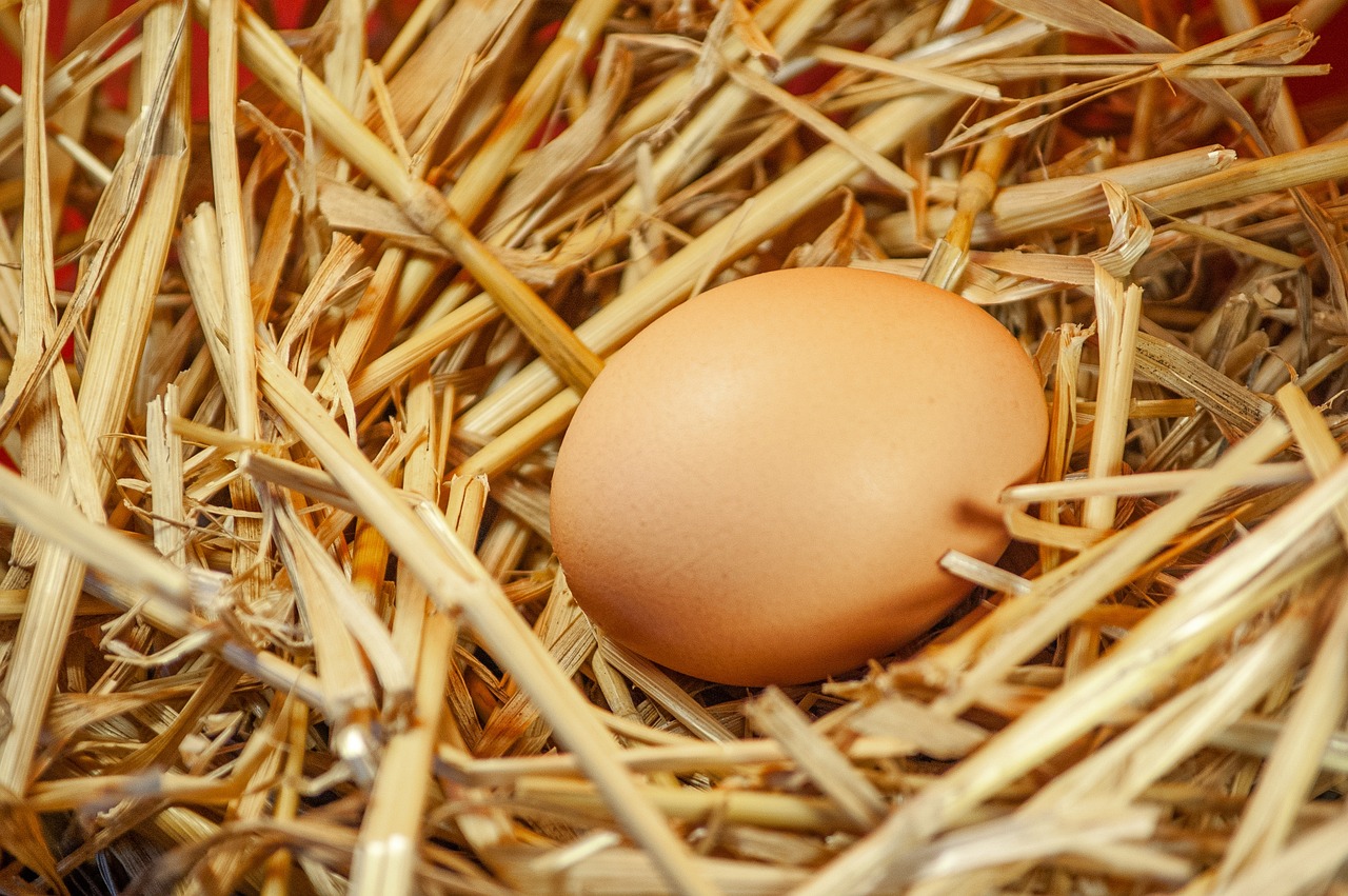 How to Create a Sustainable Backyard Chicken Coop